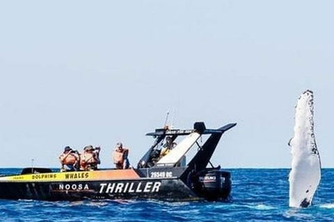 Noosa Whale Watching - Accommodation Coffs Harbour 4