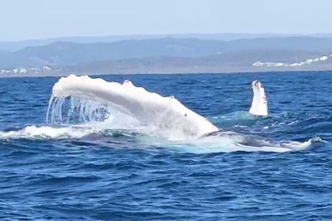 Noosa Whale Watching - Accommodation Coffs Harbour 5