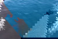 Noosa Wild Dolphin Safari