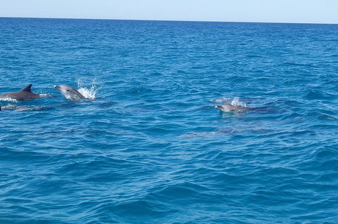Noosa Wild Dolphin Safari - Accommodation Coffs Harbour 4