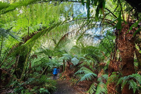 3-Day Adelaide To Melbourne Tour Including The Great Ocean Road - Accommodation Coffs Harbour 2