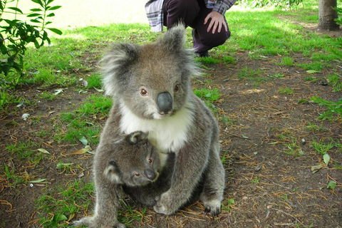 3-Day Adelaide To Melbourne Tour Including The Great Ocean Road - Accommodation Coffs Harbour 3