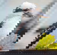 Small Group Great Ocean Road  12 Apostles Tour