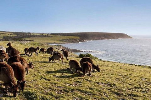 Kangaroo Island Personal Group Tours - Accommodation Coffs Harbour 0