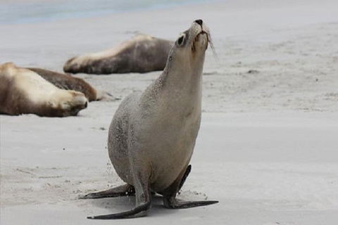 Kangaroo Island Personal Group Tours - Accommodation Coffs Harbour 4