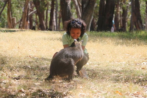 Cleland Wildlife Park Tour From Adelaide Including Mount Lofty Summit - Accommodation Coffs Harbour 1