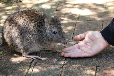 Cleland Wildlife Park Tour From Adelaide Including Mount Lofty Summit - Accommodation Coffs Harbour 2