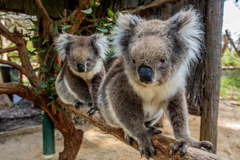 Cleland Wildlife Park Tour From Adelaide Including Mount Lofty Summit - Accommodation Coffs Harbour 3