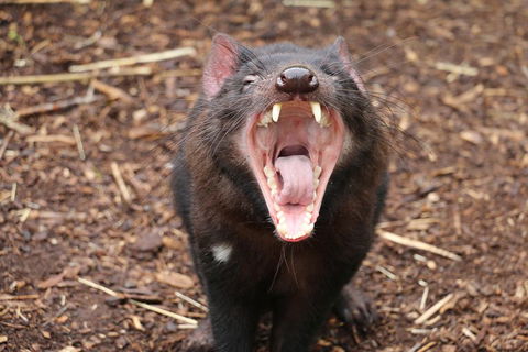 Cleland Wildlife Park Tour From Adelaide Including Mount Lofty Summit - Accommodation Coffs Harbour 4