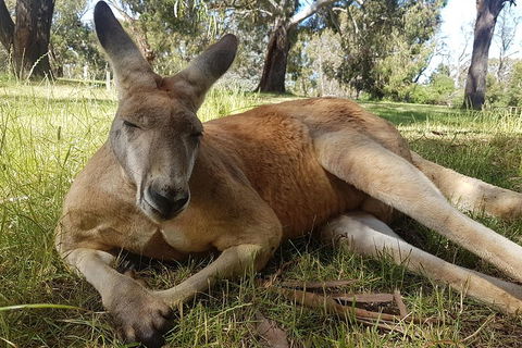 Cleland Wildlife Park Tour From Adelaide Including Mount Lofty Summit - Accommodation Coffs Harbour 5