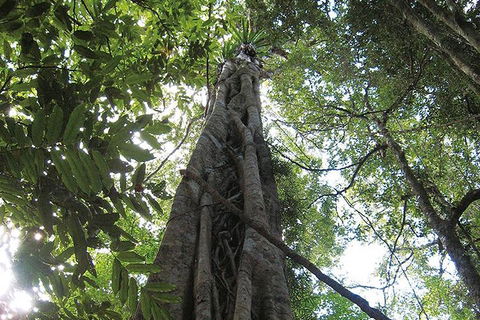 Natural Bridge Glow Worm Night Tour From Gold Coast - Accommodation Coffs Harbour 1