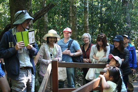 Natural Bridge Glow Worm Night Tour From Gold Coast - Accommodation Coffs Harbour 4