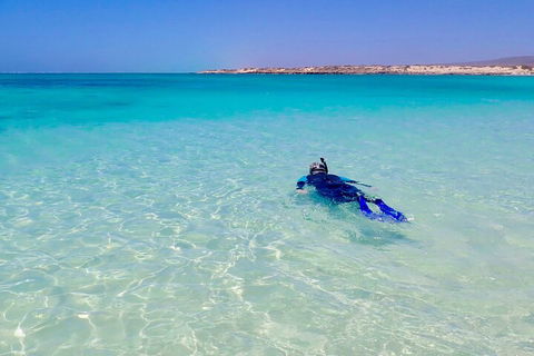 Ningaloo In A Day - Full Day Hike And Snorkel Tour With Lunch - Accommodation Coffs Harbour 4