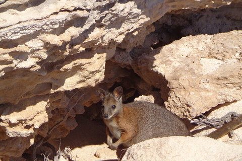 Shipwreck Special Full Day Tour Of The Abrolhos Islands - Accommodation Coffs Harbour 4