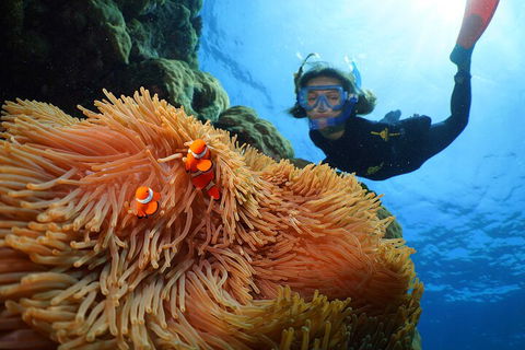 Silversonic Outer Great Barrier Reef Dive And Snorkel Cruise From Port Douglas - Accommodation Coffs Harbour 3