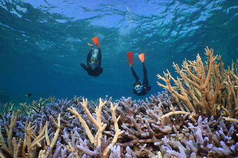 Silversonic Outer Great Barrier Reef Dive And Snorkel Cruise From Port Douglas - Accommodation Coffs Harbour 4