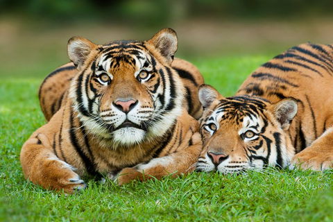 The Ultimate Gold Coast Attractions Pass - Accommodation Coffs Harbour 2