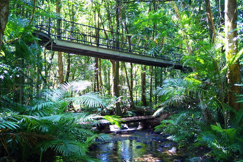 Cape Tribulation, Mossman Gorge, And Daintree Rainforest Day Trip From Cairns Or Port Douglas - Accommodation Coffs Harbour 3