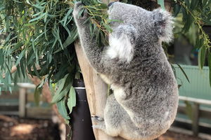 Private Blue Mountains and Wildlife Park Tour from Sydney with Barbecue Lunch