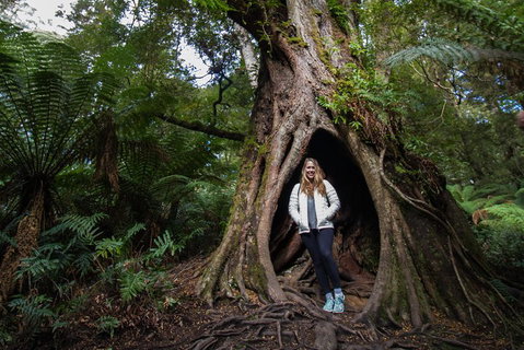 Great Ocean Road Small-Group Ecotour From Melbourne - Accommodation Coffs Harbour 4