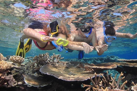 Calypso Outer Great Barrier Reef Cruise From Port Douglas - Accommodation Coffs Harbour 3