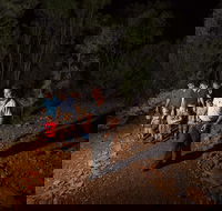 Alice Springs Desert Park Nocturnal Tour - Accommodation Coffs Harbour