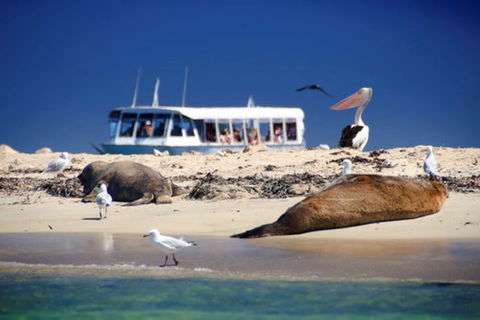 Dolphin, Penguin And Sea Lion Cruise - Accommodation Coffs Harbour 1
