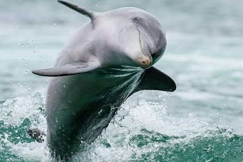 Dolphin, Penguin And Sea Lion Cruise - Accommodation Coffs Harbour 2