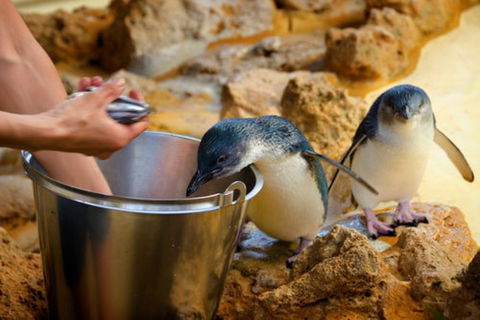 Dolphin, Penguin And Sea Lion Cruise - Accommodation Coffs Harbour 3