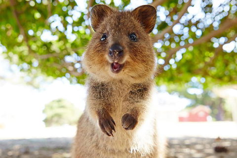 Discover Rottnest With Ferry & Bus Tour From Perth Or Fremantle - Accommodation Coffs Harbour 0