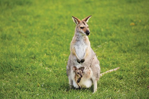 Full-Day Small-Group History And Heritage Tour Of Brisbane City - Accommodation Coffs Harbour 4