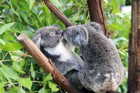 Classic Kuranda By Skyrail And Scenic Railway Including Rainforestation, Koala And Wildlife Park And Pamagirri Aboriginal Experi - Accommodation Coffs Harbour 3