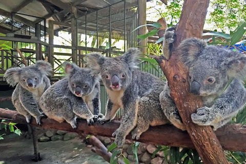 Best Of Kuranda Including Skyrail, Kuranda Scenic Railway And Rainforestation - Accommodation Coffs Harbour 4