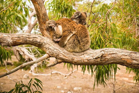 3 Day Port Lincoln And Coffin Bay Private Tour - Accommodation Coffs Harbour 5
