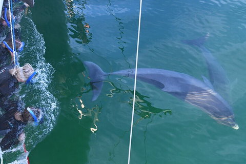 Dolphin Cruise From Adelaide With Optional Dolphin Swim - Accommodation Coffs Harbour 0