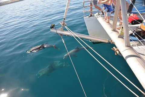 Dolphin Cruise From Adelaide With Optional Dolphin Swim - Accommodation Coffs Harbour 1