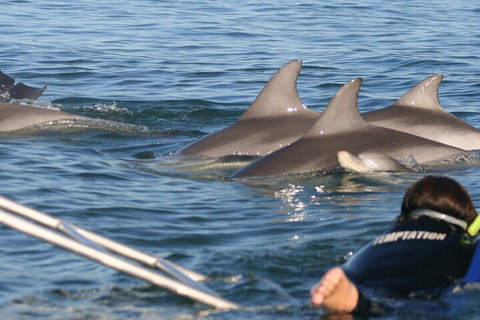 Dolphin Cruise From Adelaide With Optional Dolphin Swim - Accommodation Coffs Harbour 2