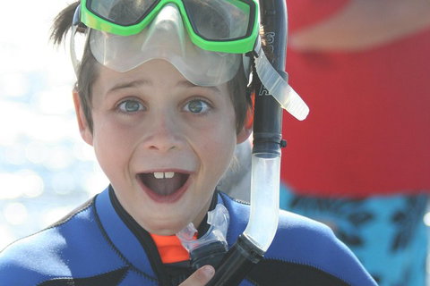 Dolphin Cruise From Adelaide With Optional Dolphin Swim - Accommodation Coffs Harbour 3