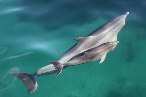 Dolphin Cruise From Adelaide With Optional Dolphin Swim - Accommodation Coffs Harbour 4