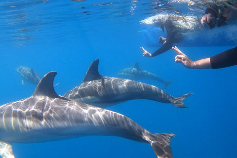 Dolphin Cruise From Adelaide With Optional Dolphin Swim - Accommodation Coffs Harbour 5