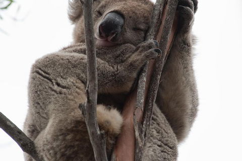 2-Day Kangaroo Island 4WD Small-Group Tour From Adelaide - Accommodation Coffs Harbour 0