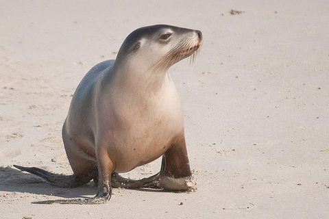 2-Day Kangaroo Island 4WD Small-Group Tour From Adelaide - Accommodation Coffs Harbour 4