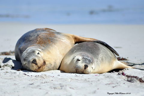 NEW TOUR - Kangaroo Island Road To Recovery Tour (1 Day/1 Night) - Accommodation Coffs Harbour 1