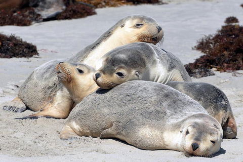 Small-Group Kangaroo Island 4WD Tour From Adelaide - Accommodation Coffs Harbour 1
