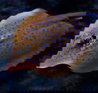 Cairns Aquarium Tour by Twilight with Drink and Appetiser - Accommodation Coffs Harbour