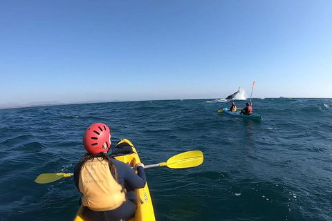 Kayaking With Dolphins In Byron Bay Guided Tour - Accommodation Coffs Harbour 3