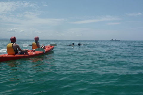 Kayaking With Dolphins In Byron Bay Guided Tour - Accommodation Coffs Harbour 4