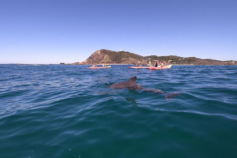 Kayaking With Dolphins In Byron Bay Guided Tour - Accommodation Coffs Harbour 5