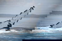 Book Viator Accommodation Vacations Accommodation Coffs Harbour Accommodation Coffs Harbour