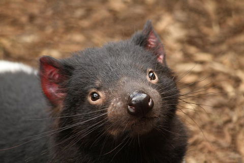 Day Tour In Mt. Field, Mt. Wellington, Bonorong Wildlife Sanctuary And Richmond - Accommodation Coffs Harbour 4